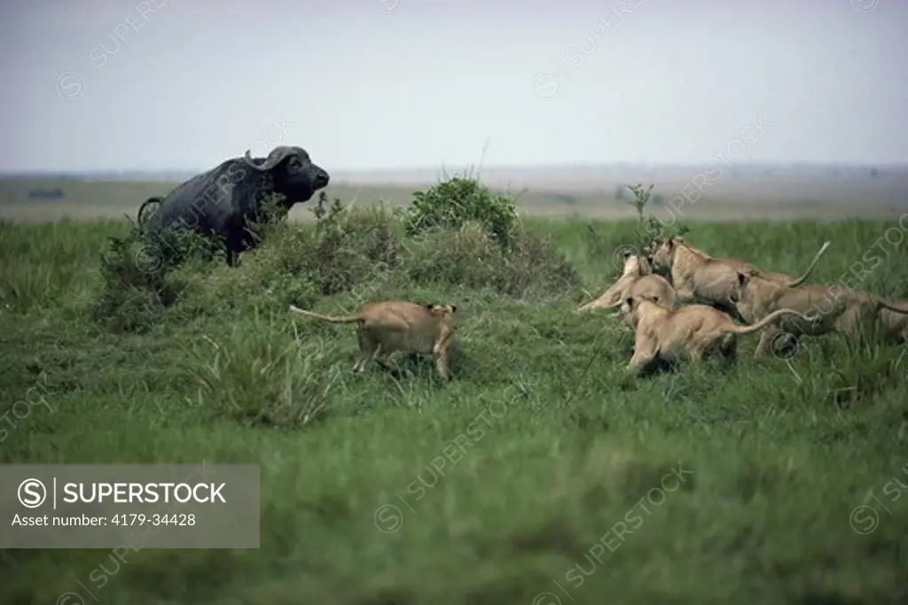 Pride of Lions (Panthera leo) attempting to attack a cornered African Buffalo (Syncerus caffer) Maasai Mara National Reserve, Kenya