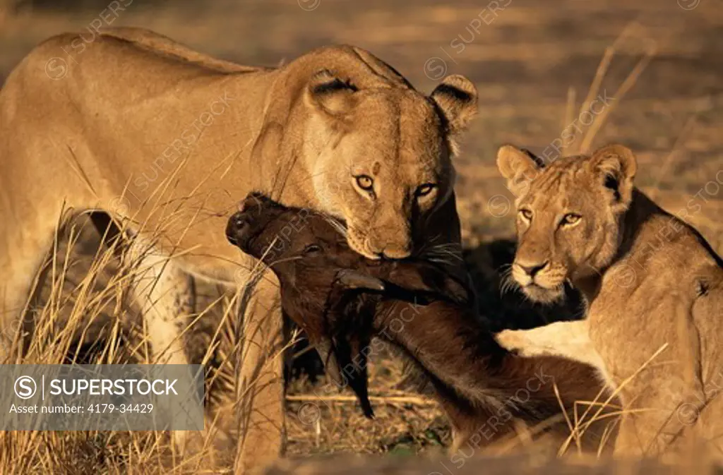 African lions (Panthera leo) killing young Buffalo (Syncerus caffer), Katavi National Park, Tanzania