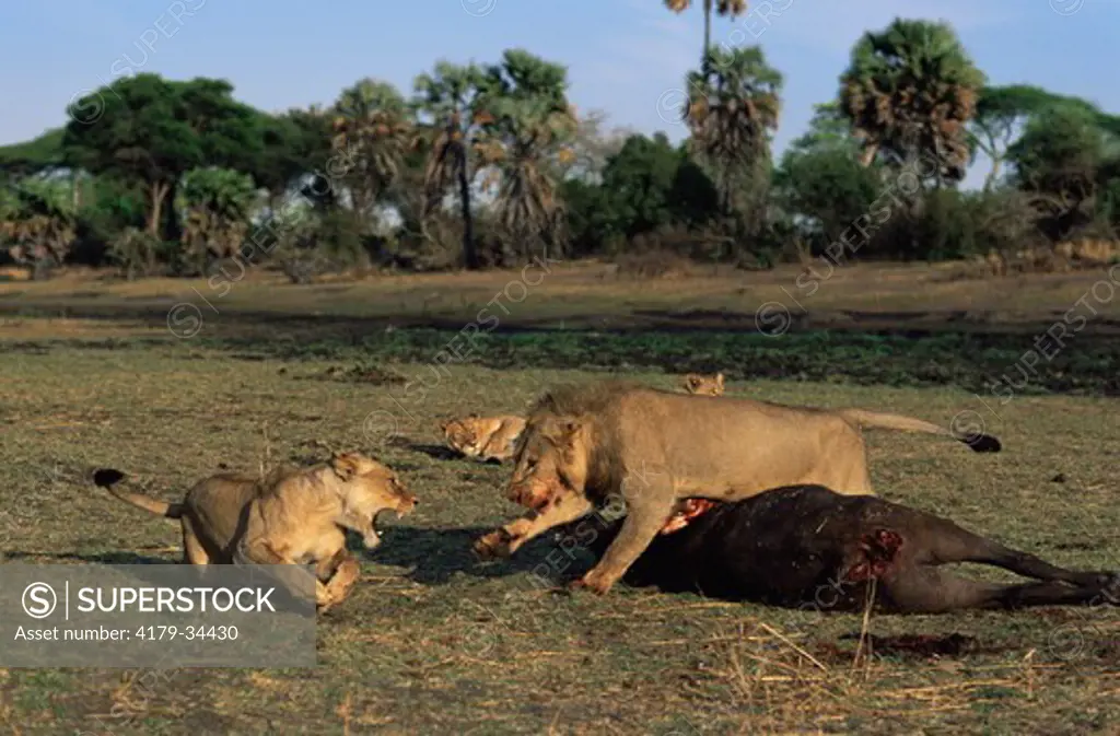 African Lions (Panthera leo) male seeing off female from Buffalo kill, Katavi National Park, Tanzania