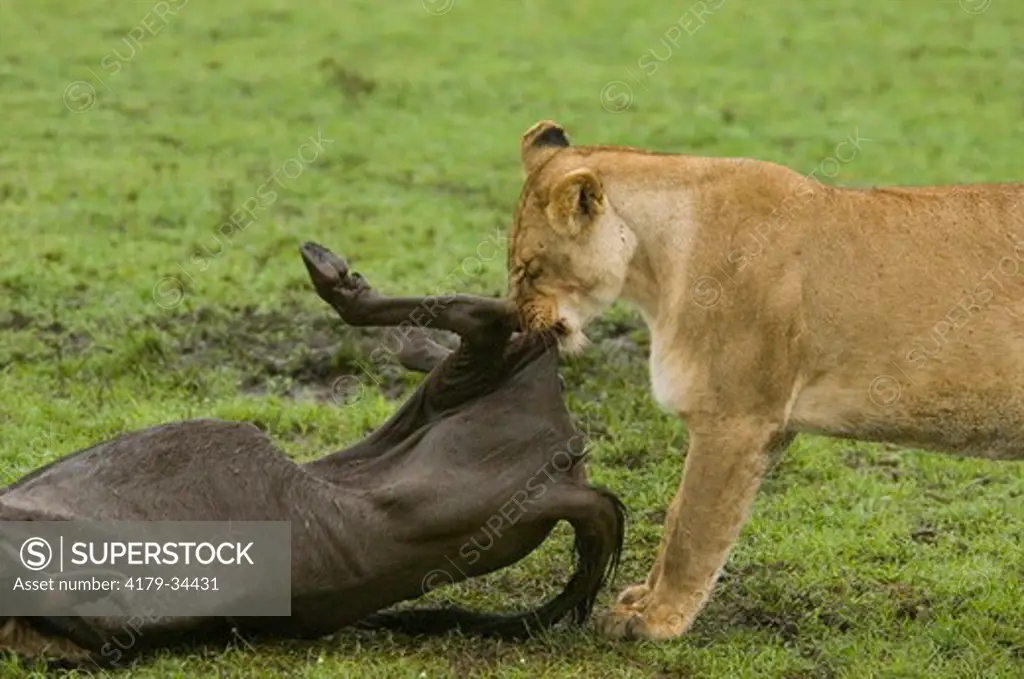 Lioness at wildebeest kill, Masai Mara Natl Reserve, Kenya