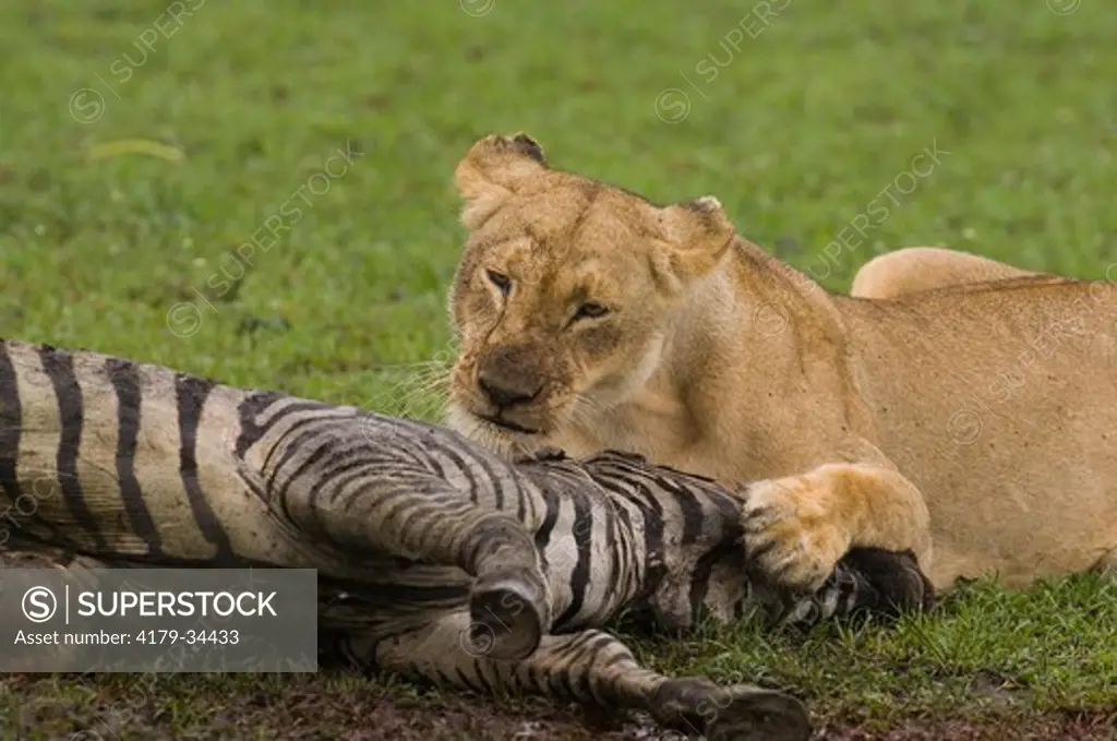 Lion eating zebra, Masai Mara Natl Reserve, Kenya