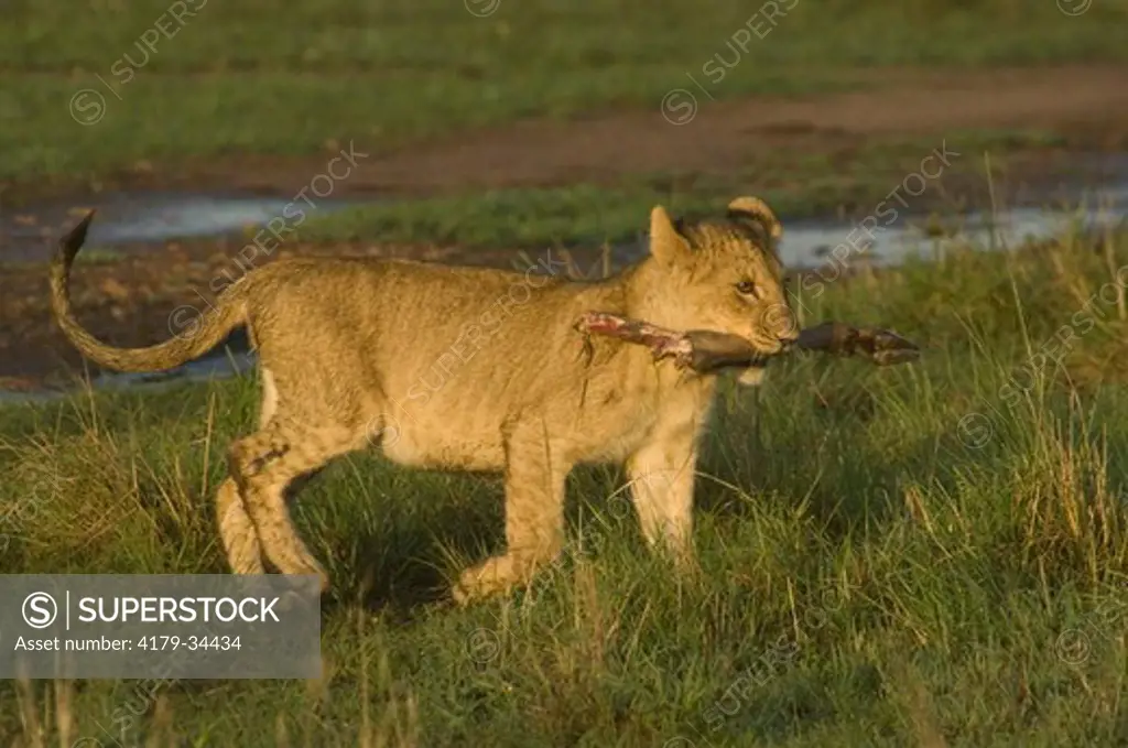Lion cub carrying leg of prey, Masai Mara Natl Reserve, Kenya