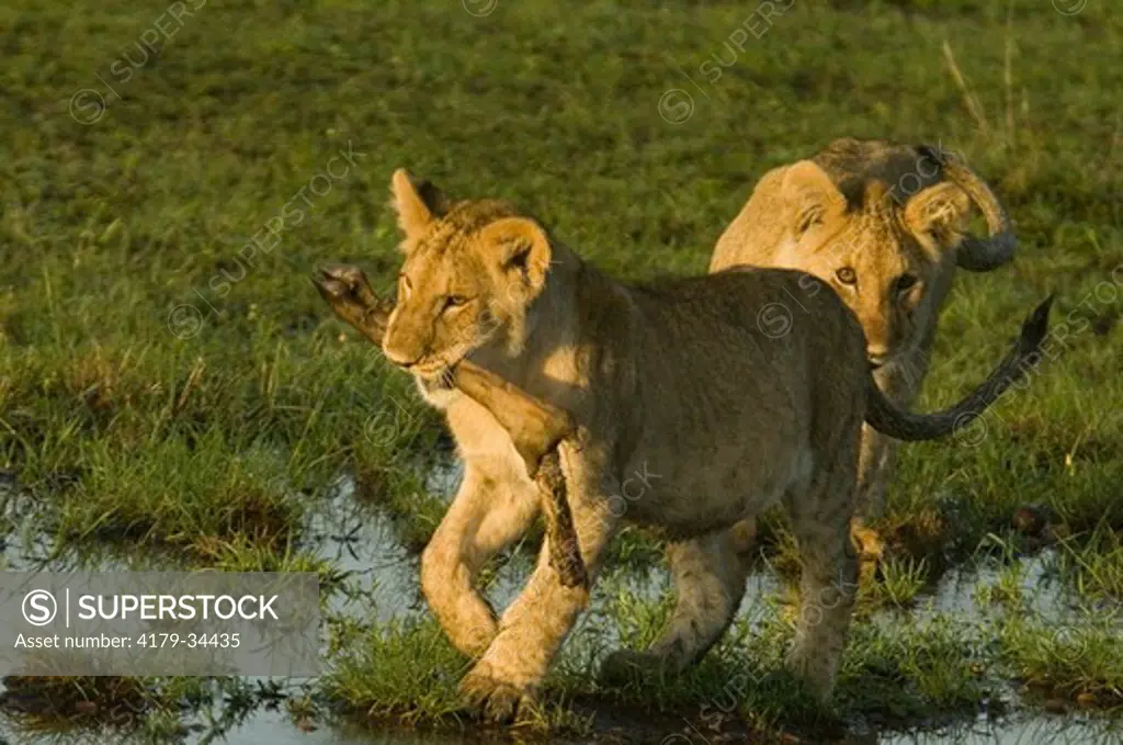 Lion cub carrying leg of prey, with other cub in pursuit, Masai Mara Natl Reserve, Kenya