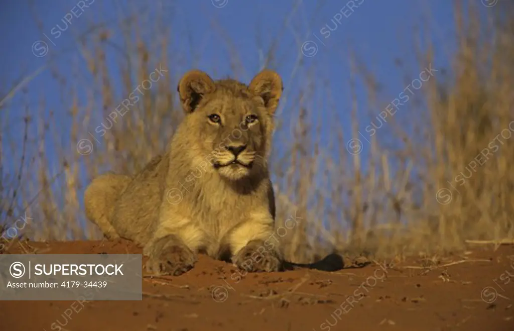Lion (Panthera leo) young Kalahari Gemsbok Park