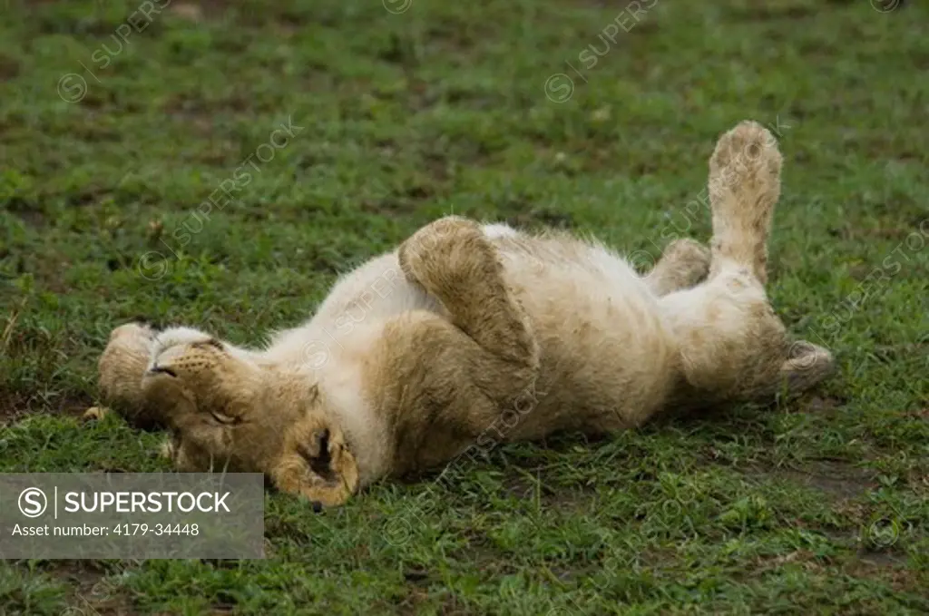 Lion cub lying on back, Masai Mara Natl Reserve, Kenya