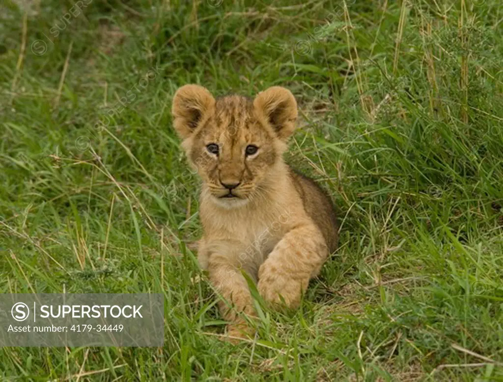 Lion cub, Masai Mara Natl Reserve, Kenya