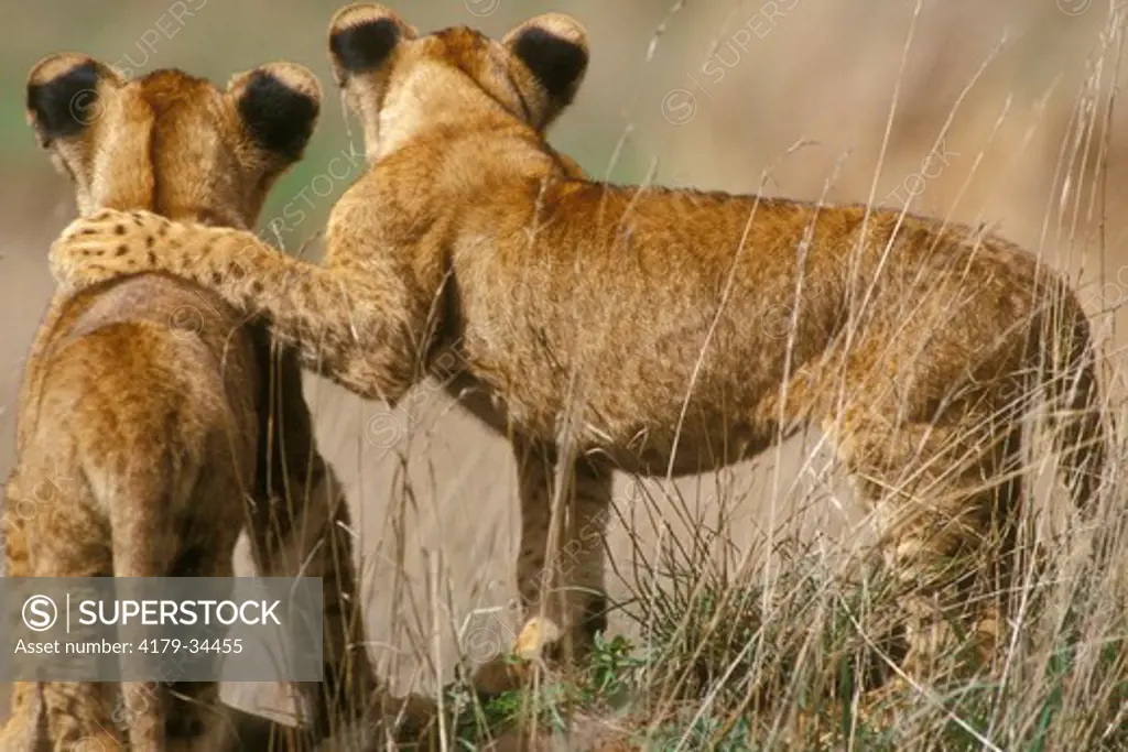 Young lion cubs playing (Panthera leo) Nairobi NP, Kenya