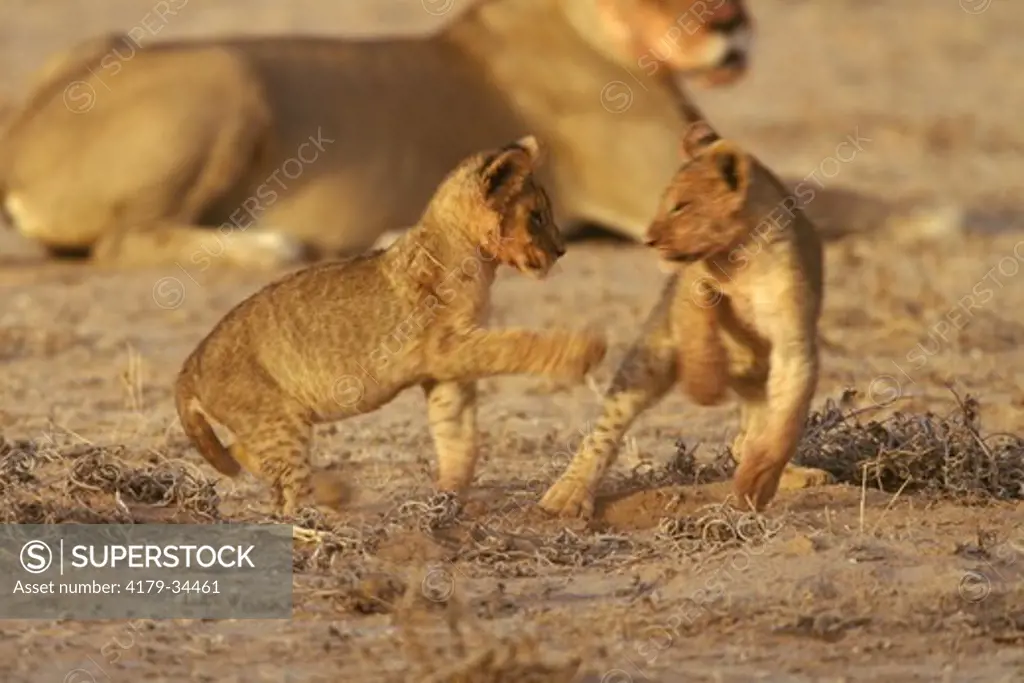 Lion Cubs Playing (Panthera leo) Kalahari Gemsbok Park