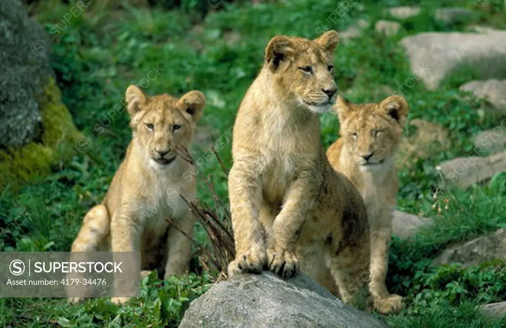 Lion pups (Panthera leo) Africa