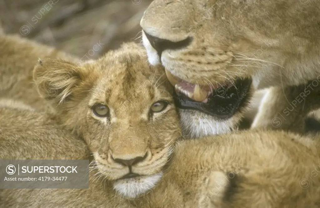African Lioness with Young (Panthera leo), Sabi Sand, South Africa