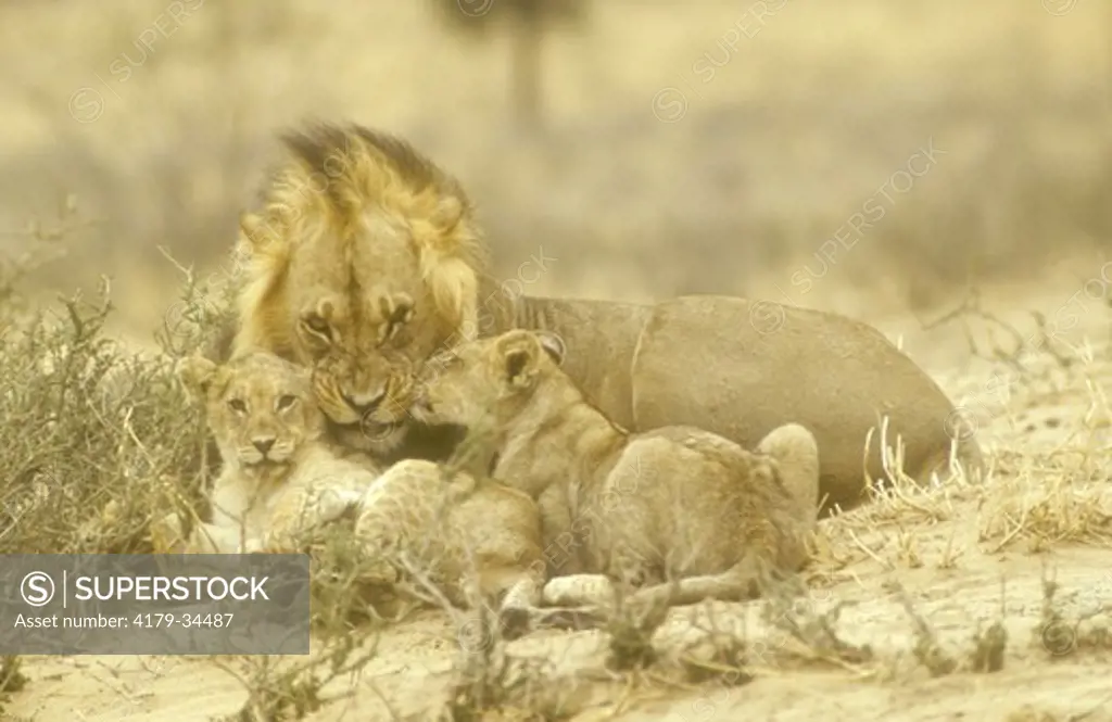 Lions w/Cubs (Panthera leo) Kalahari Gemsbok Park