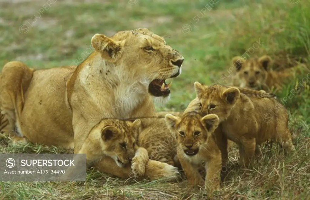 Lioness with Cubs (Panthera leo), tormented by Flies
