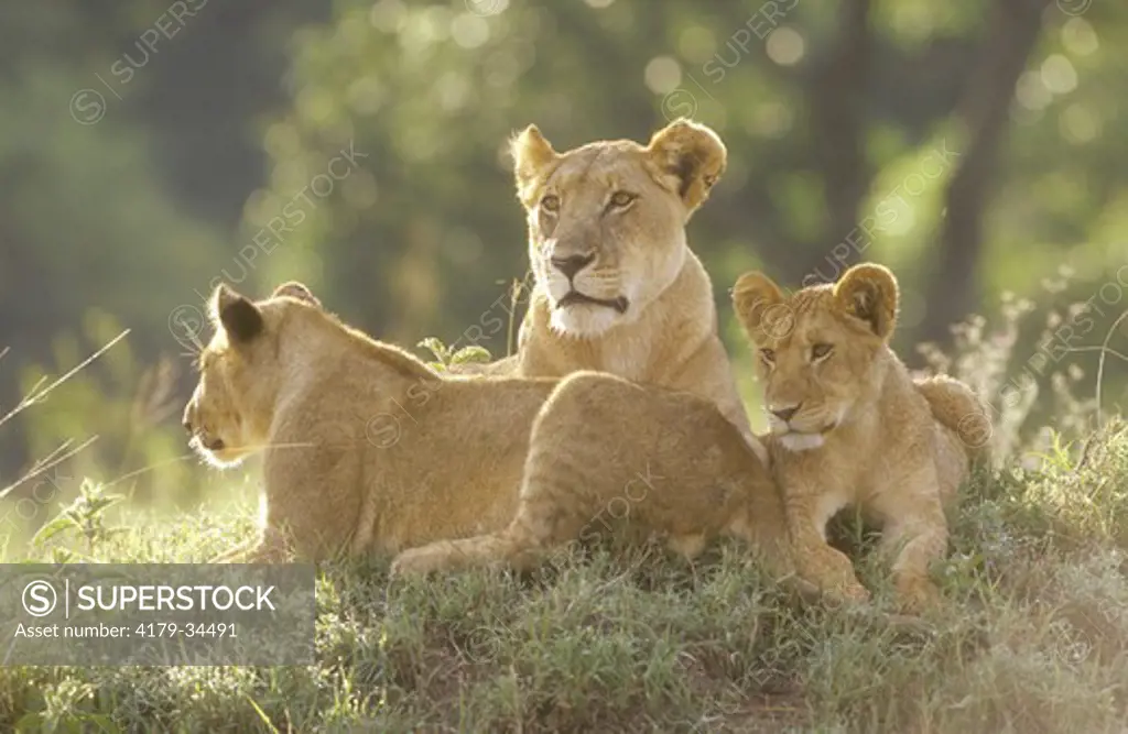 Lioness with Cubs (Panthera leo)