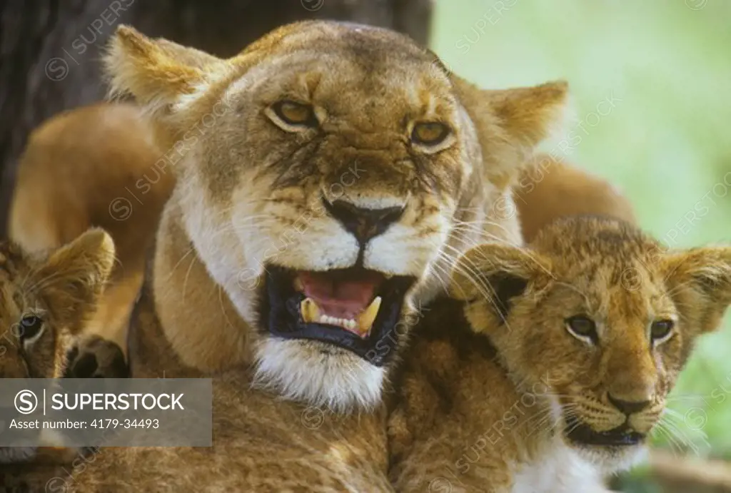 African Lioness with Cubs (Panthera leo), Masai Mara GR, Kenya