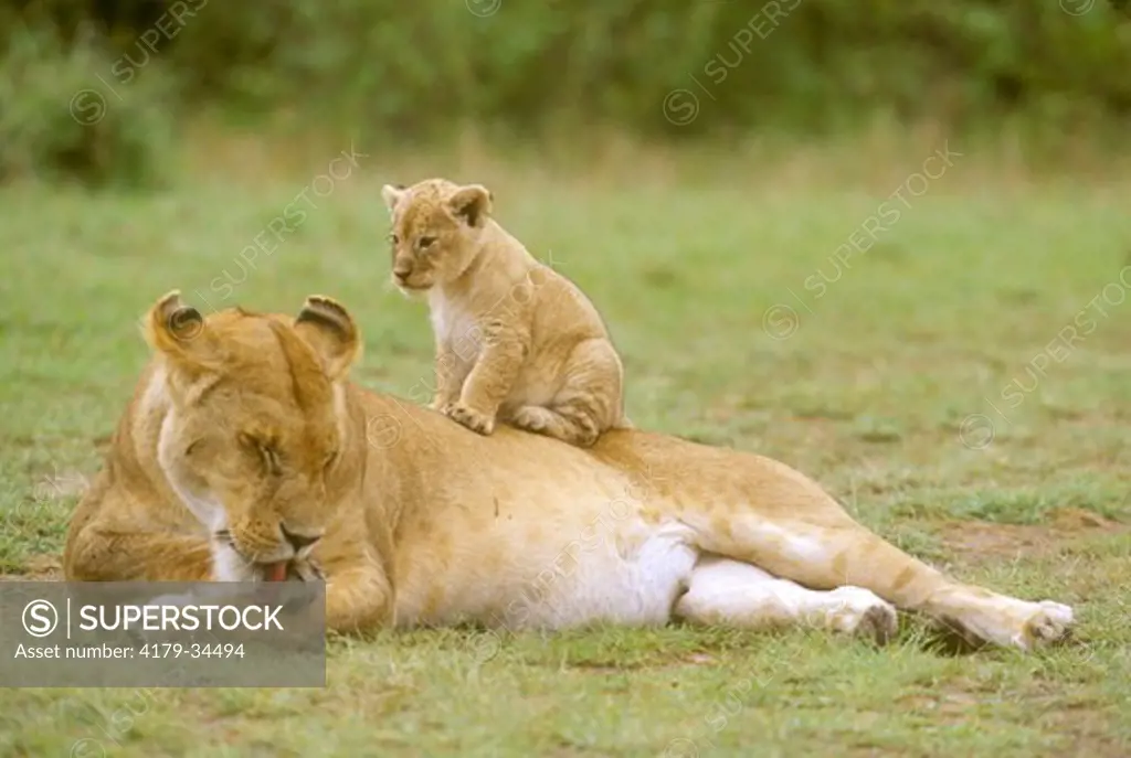 African Lioness with Young (Panthera leo), Masai Mara GR, Kenya