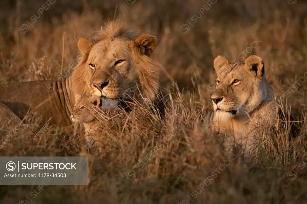 Lion (Panthera leo) male, female and cub resting, Maasai Mara National reserve, Kenya, December 2002