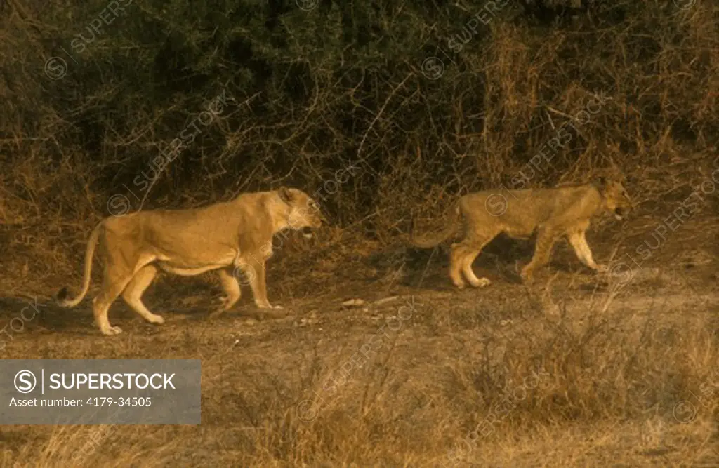 Lioness with juvenile (Panthera leo) Kruger NP, RSA (fuji rdp)