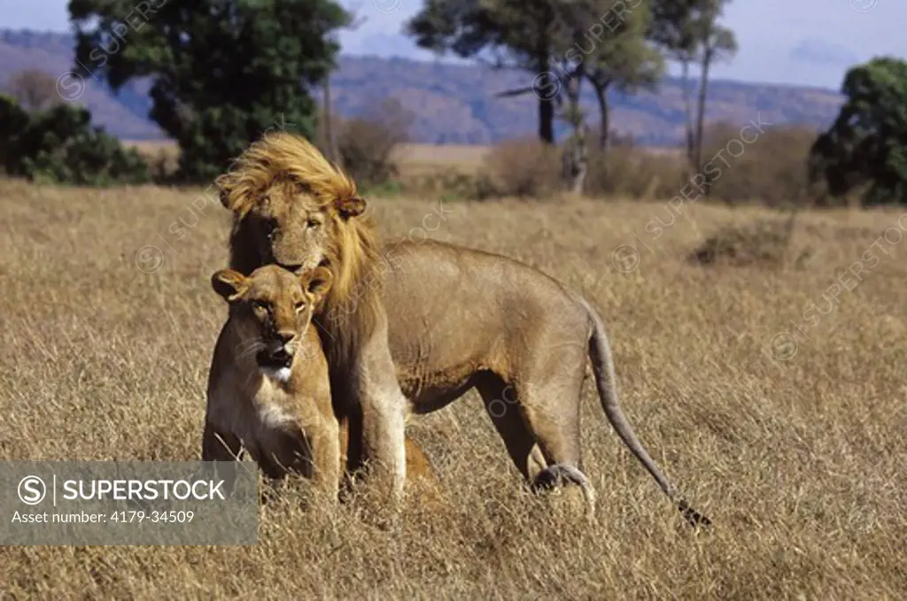 African Lion Courtship (Panthera leo), Masai Mara GR, Kenya