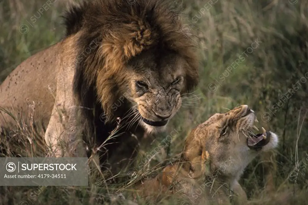 African Lions mating (Panthera leo) Mara, Kenya