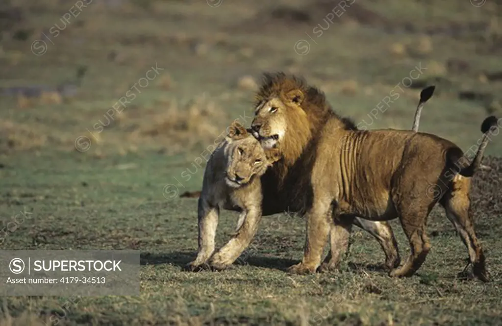 African Lions courtship behavior (Panthera leo), Mara, Kenya