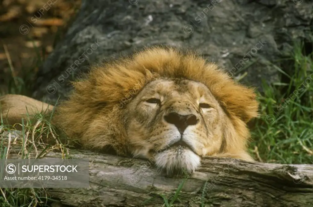 Gir Lion (Leo persica) sleeping