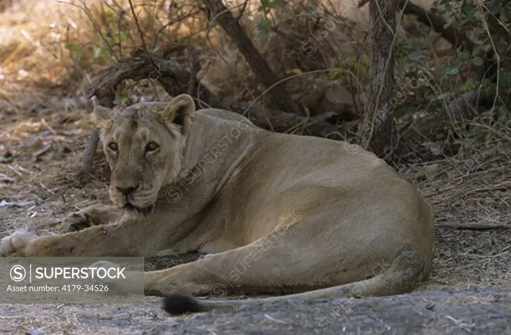 Asian or Gir Lion (Panthera leo persica), Gir, India