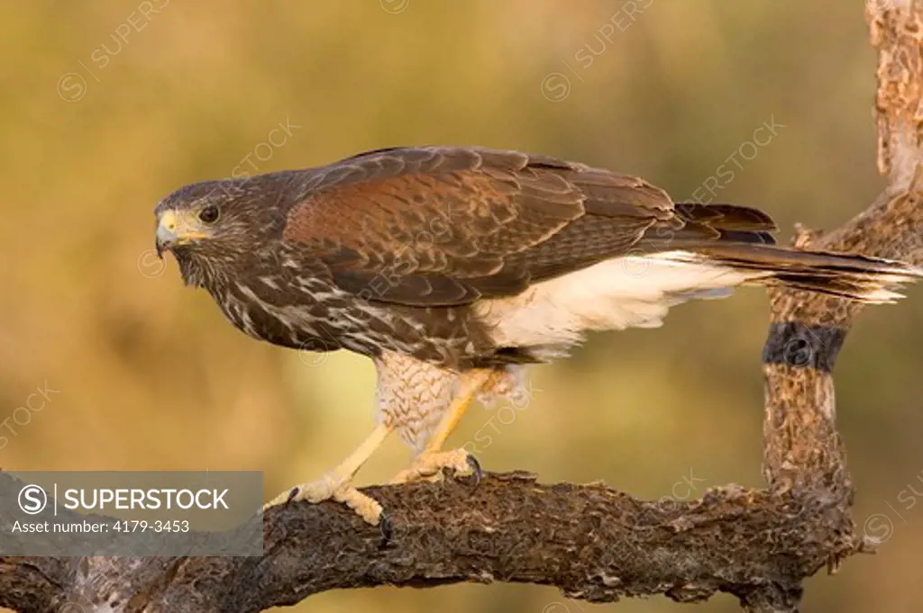 Harris' Hawk (Parabuteo unicinctus) Edinberg,Tx