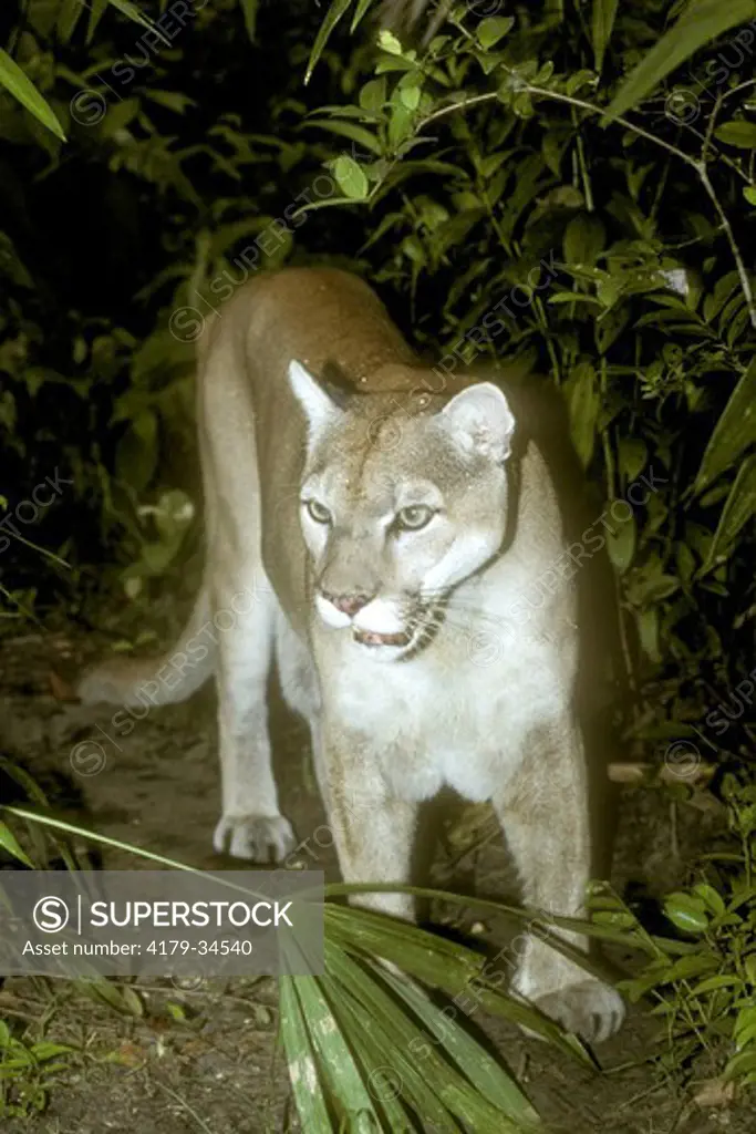 Cougar aka Mountain Lion Belize