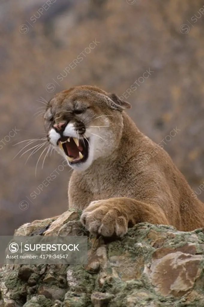 Mountain Lion (Felis concolor) snarling atop a rockpile, Spanish Fork, UT