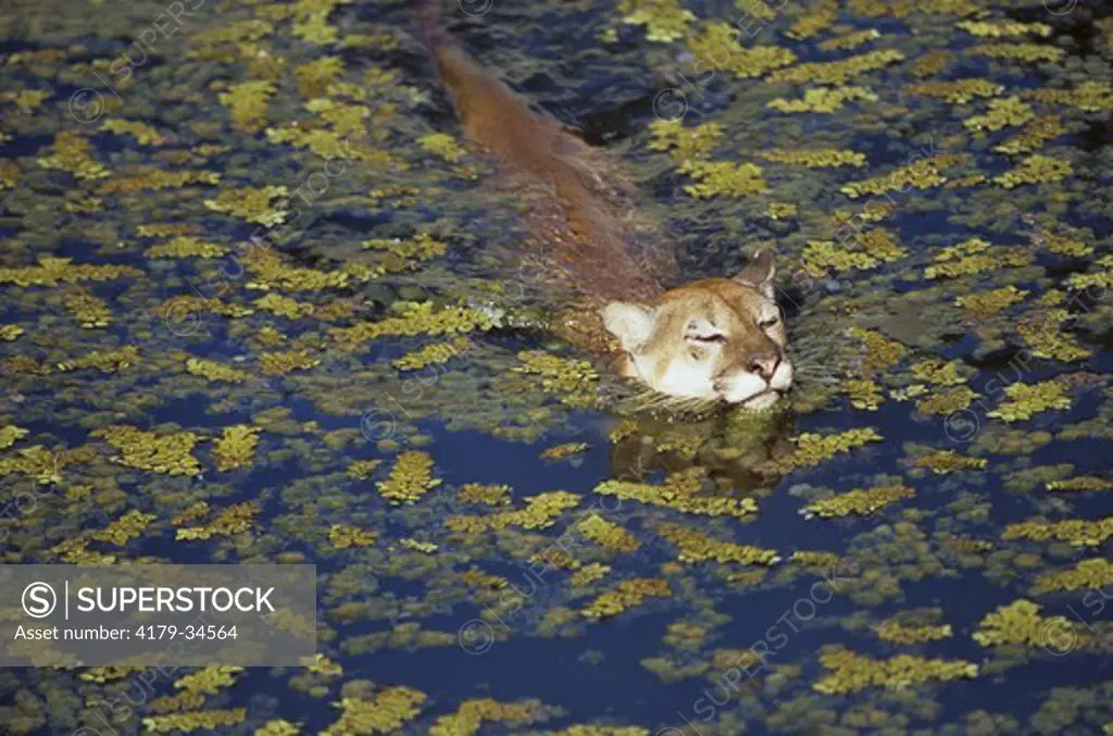 Puma swimming (Felis concolor) Amazonas, Brazil