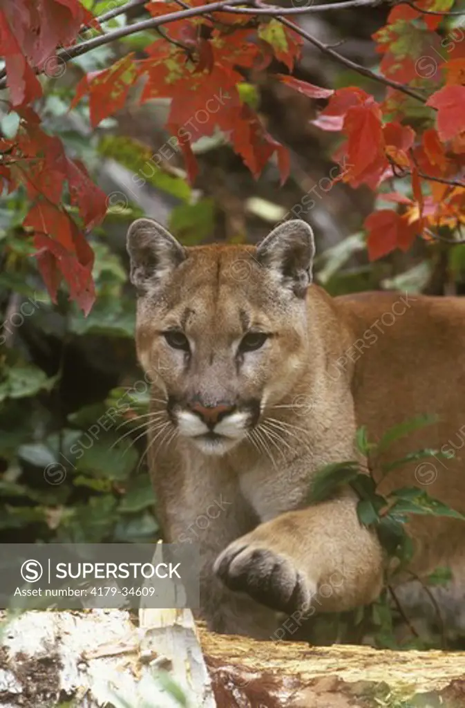 Mountain Lion    (Felis concolor) Fall Ontario, Canada