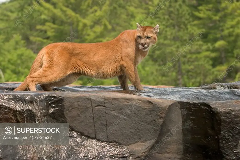 Mountain lion, cougar (Felis concolor) at top of waterfall controlled situation Kettle River, Minnesota 
