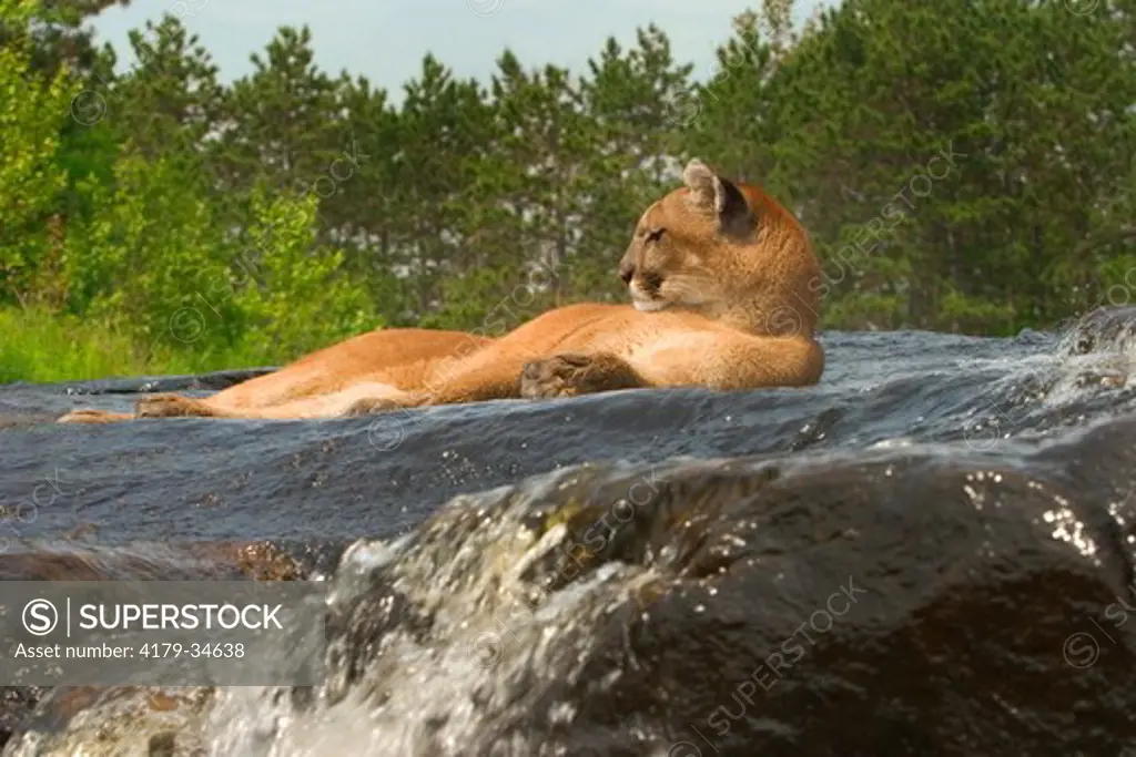 Mountain lion, cougar (Felis concolor) cooling off in the water controlled situation Kettle River, Minnesota 
