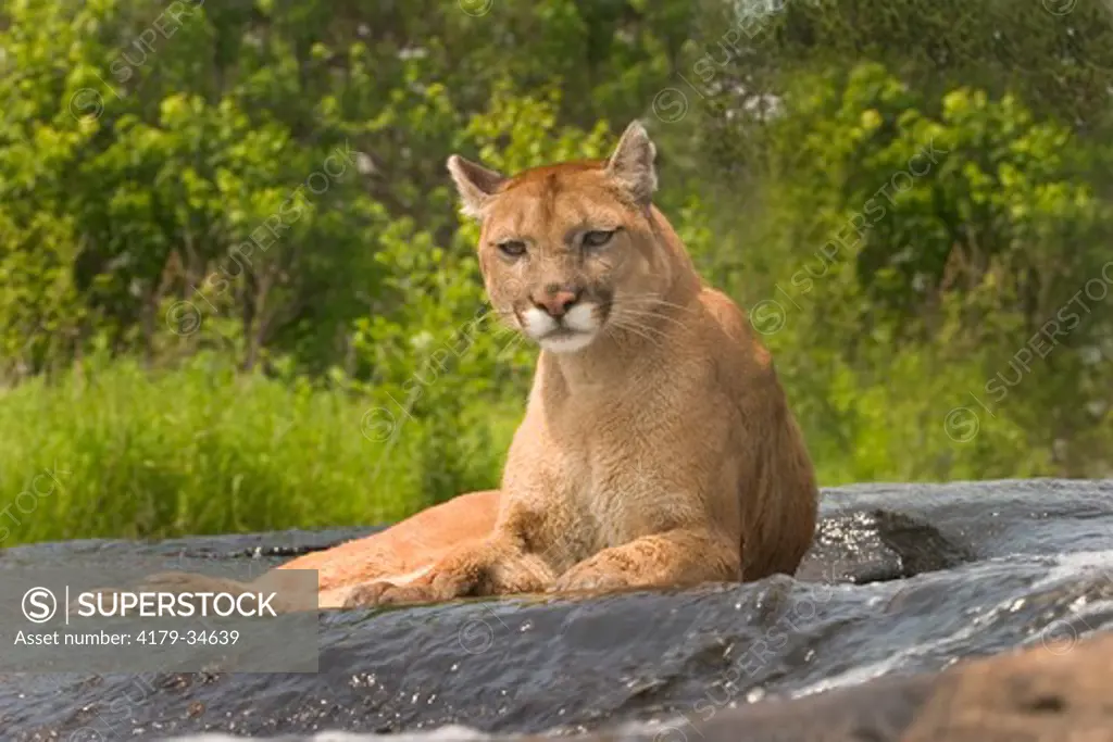 Mountain lion, cougar (Felis concolor) cooling off in waterfall  controlled situation Kettle River, Minnesota