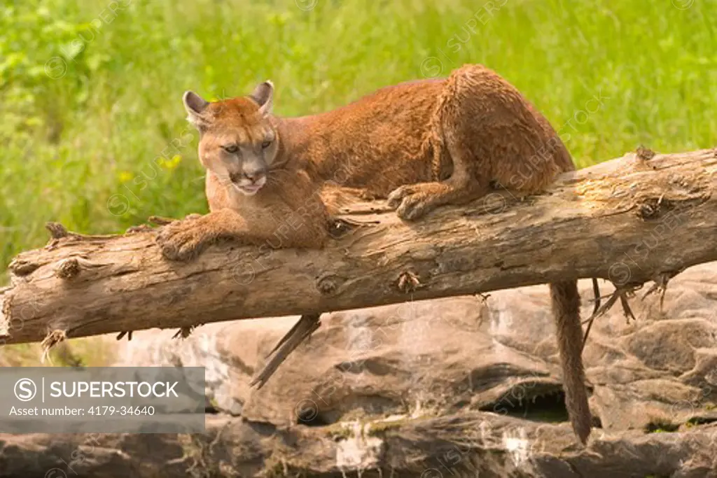 Wet Mountain lion, cougar (Felis concolor) on log  controlled situation Minnesota