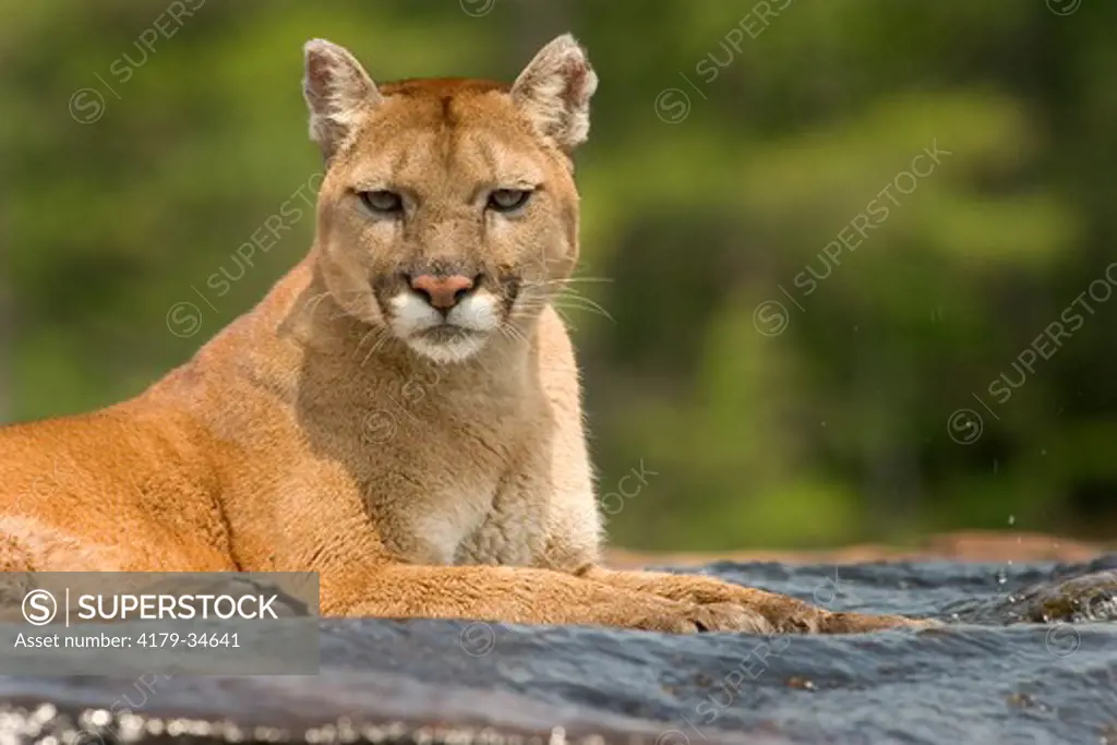 Mountain lion, cougar (Felis concolor)  laying in waterfall  controlled situation Kettle River, Minnesota