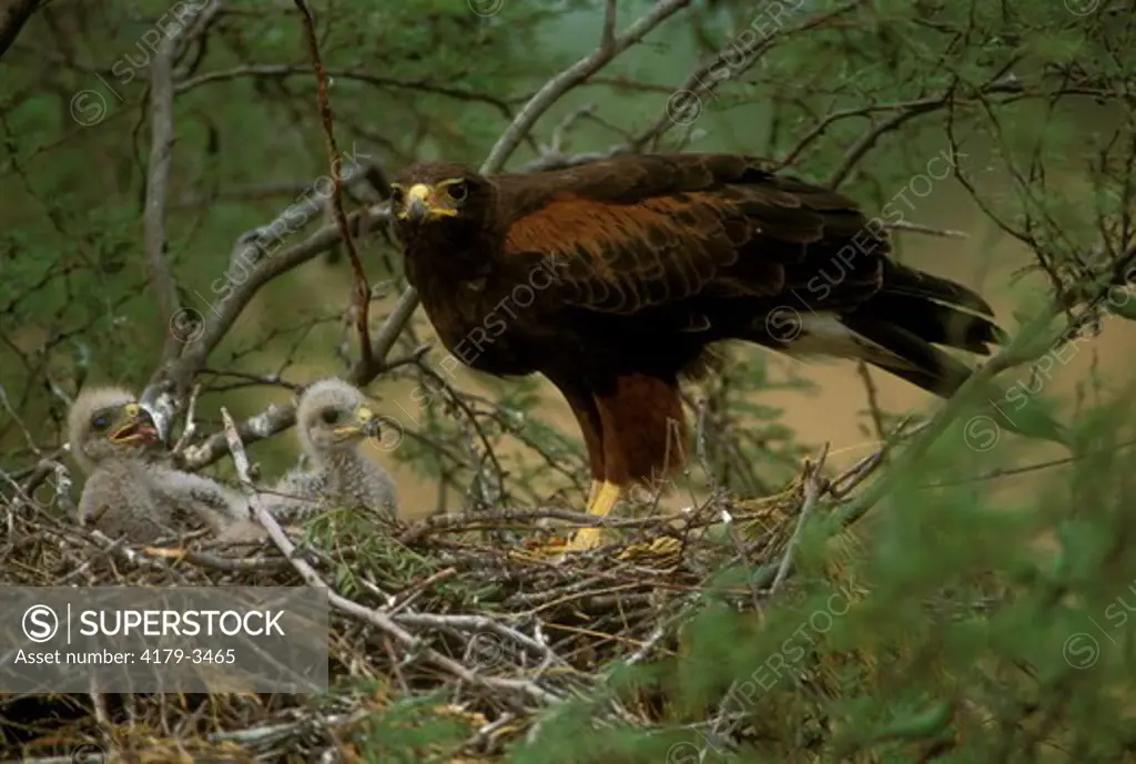 Harris Hawk (Parabuteo unicinctus) adult and young at nest. S. Texas USA