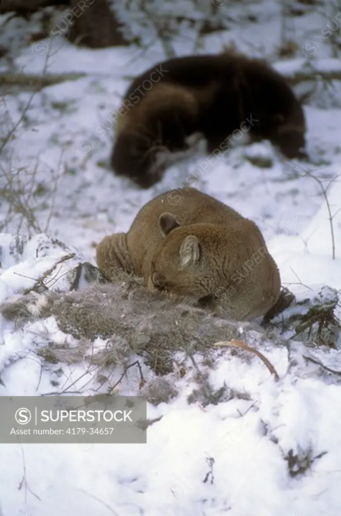 Mountain Lion 'Cougar' or 'Puma' (Felis concolor), on deer carcass, wolverine  Montana