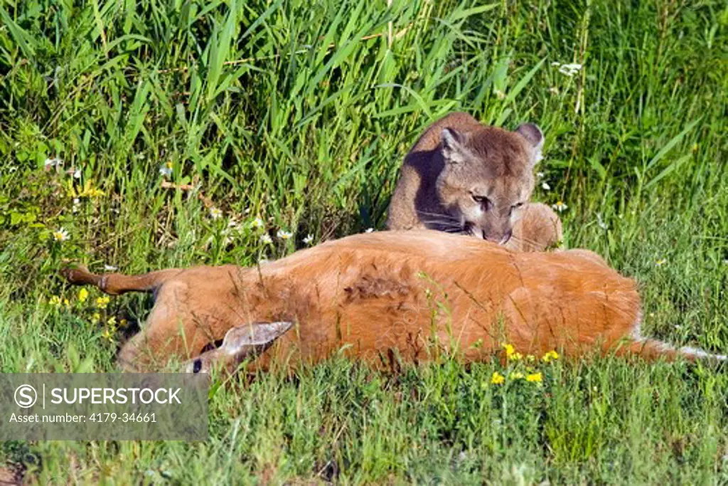 Mountain Lion 'Cougar' or 'Puma' (Felis concolor), feeding on whitetail deer carcass Minnesota Wildlife Connection Sandstone MN