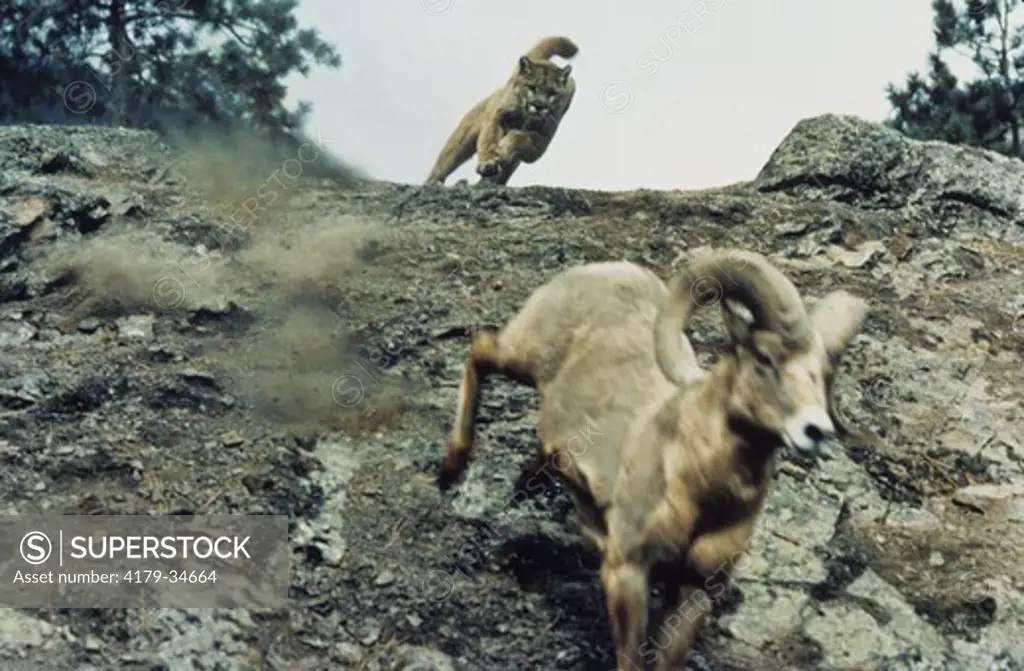 Mountain Lion chasing Bighorn Sheep