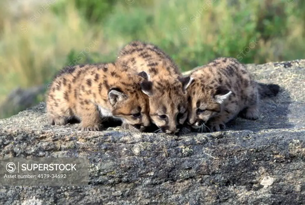 Mountain Lion 'Cougar' or 'Puma' (Felis concolor), young spotted cubs Animals of Montana Bozeman Montana