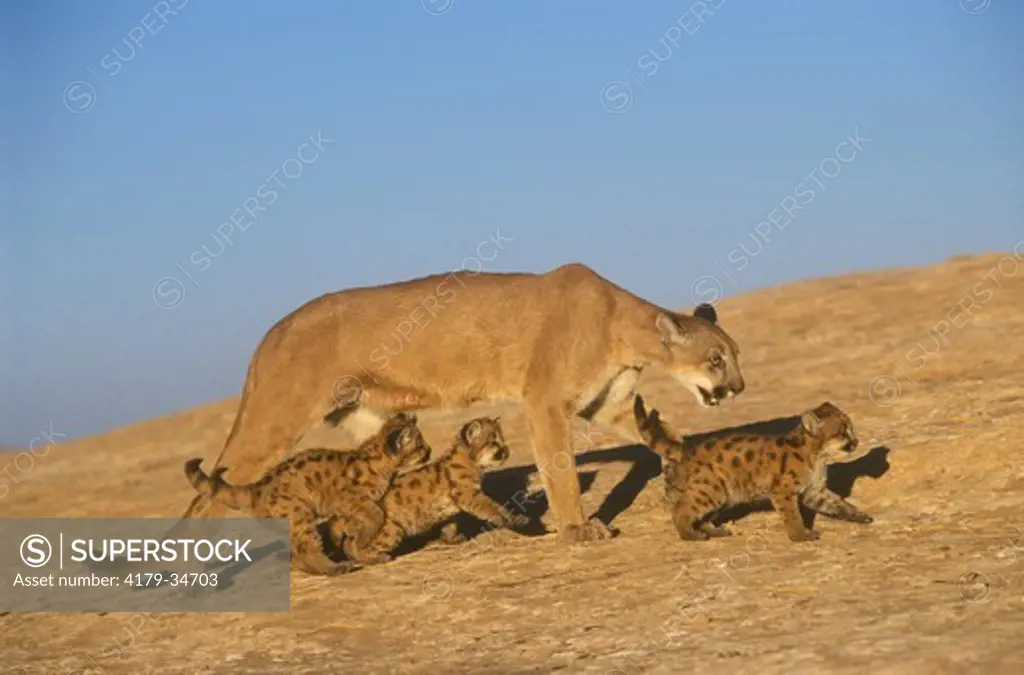 Mountain Lion (Felis concolor) (CAP)mother with young cubs. Moab, UT