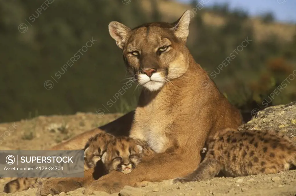 Female Cougar with Kittens (Felis concolor) Gallatin County, MT