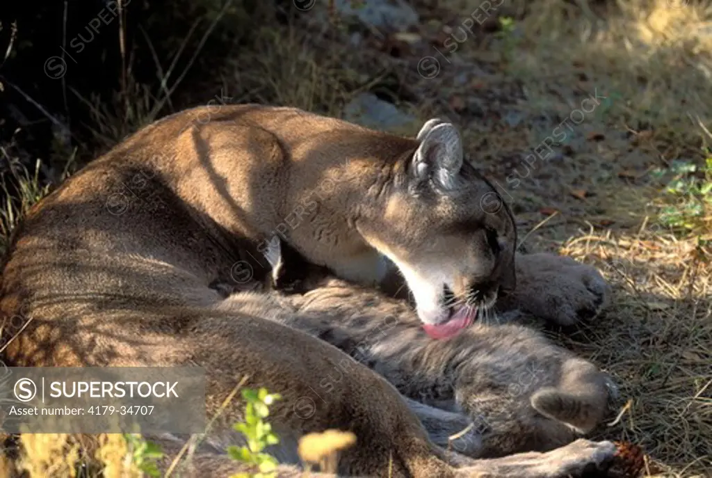 Mountain Lion 'Cougar' or 'Puma' (Felis concolor), female grooming spotted cub  Montana