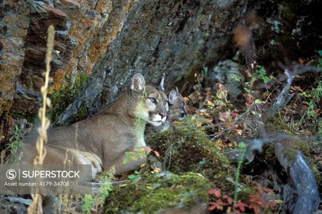 Mountain Lion 'Cougar' or 'Puma' (Felis concolor), female with young cub  Montana