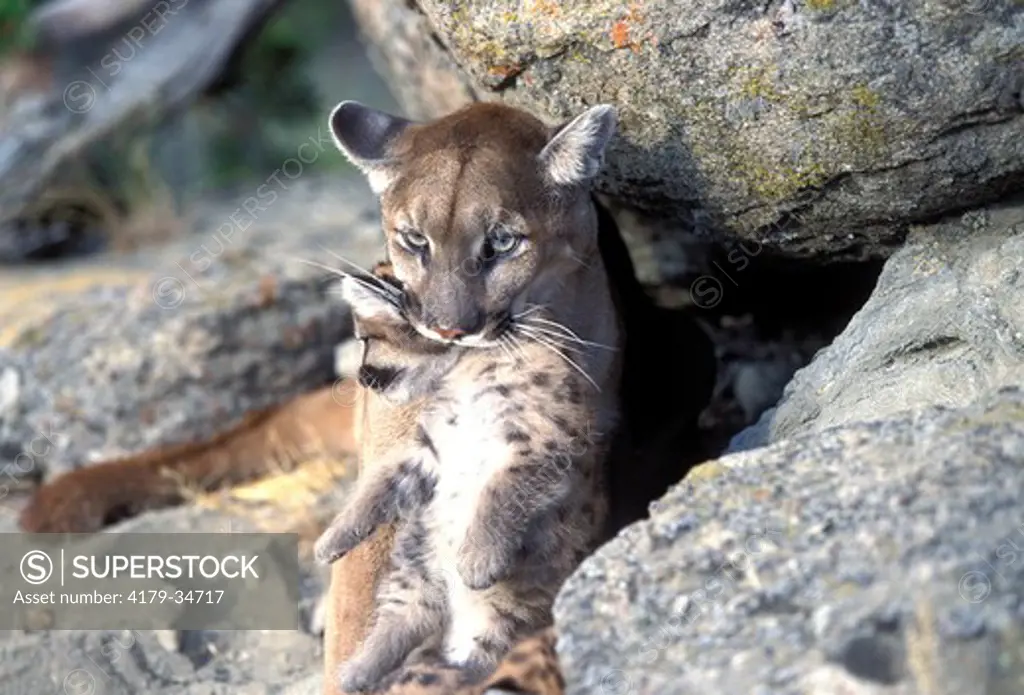 Mountain Lion 'Cougar' or 'Puma' (Felis concolor), female with spotted cub in mouth Animals of Montana Bozeman Montana