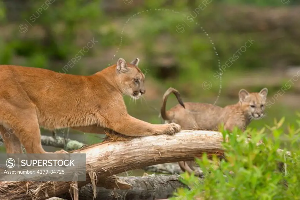 Mountain lion, cougar (Felis concolor) with cub by stream controlled situation Kettle River, Minnesota 