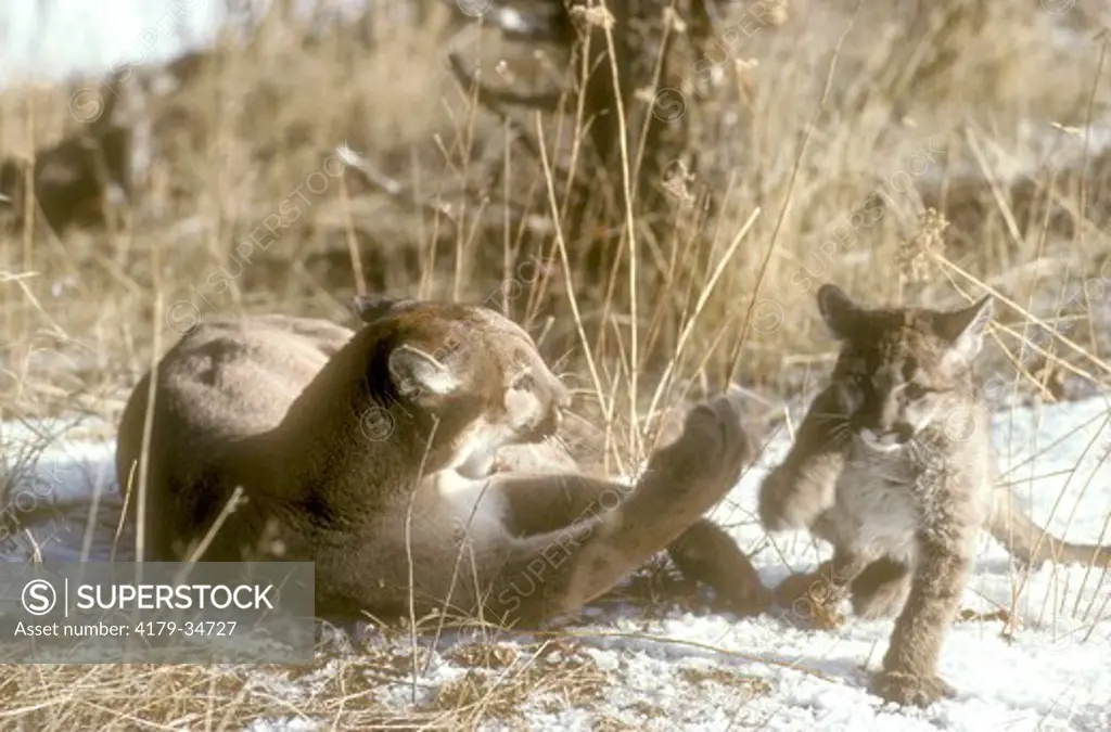 Cougar Playing with Cub (felis concolor)