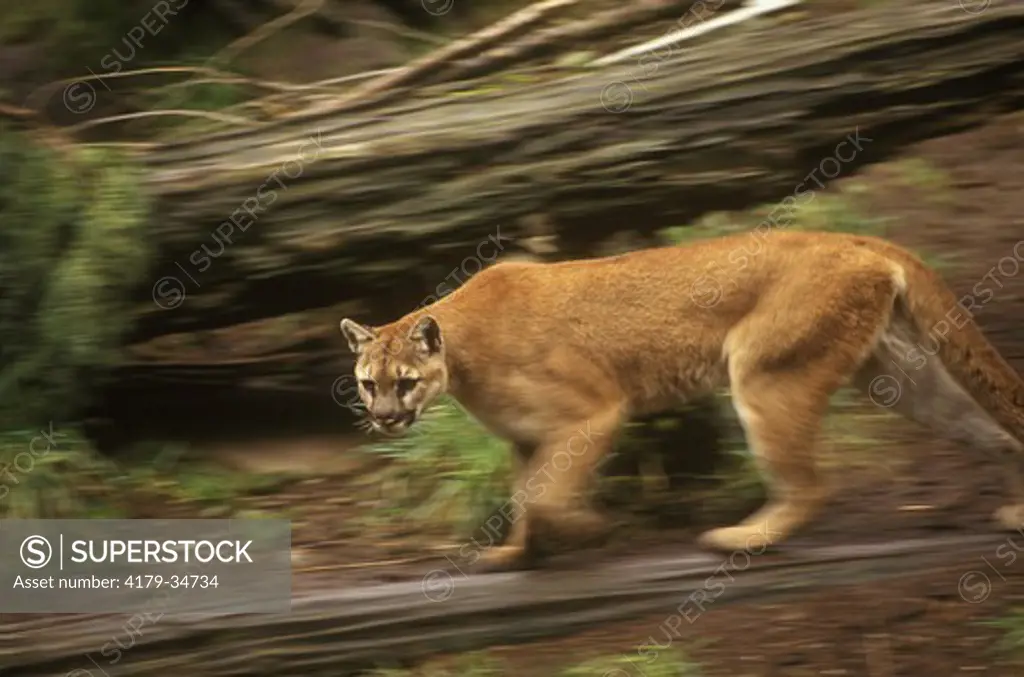 Mountain Lion moving swiftly through downed trees (Felis concolor), NW Trek, WA, Washington