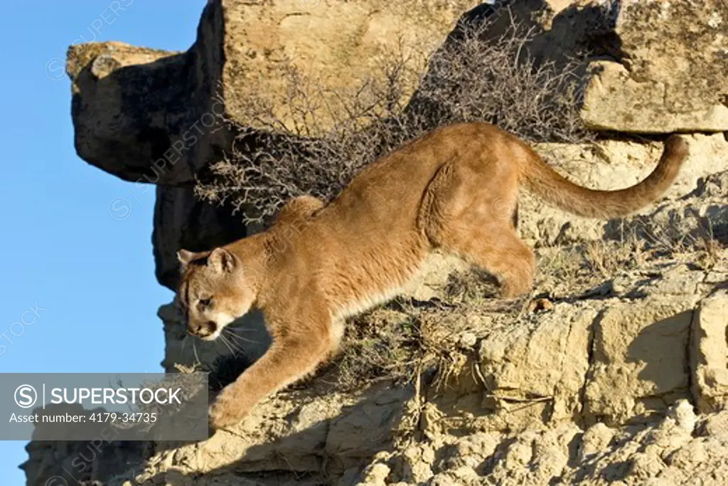 Mountain Lion or Cougar (Felis concolor), yearling in rocks, Medora, North Dakota